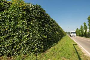  ....für die 100 Meter lange und komplett begrünte Lärmschutzwand, die auch zum besseren Stadtklima beiträgt. Die automatische Bewässerung erfolgt aus dem unterirdischen Regenspeicher 