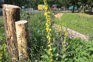  Heimische Wildpflanzen, wie diese prächtig blühende Königskerze in der Bildmitte, sind bei der naturnahen Gartengestaltung essenziell 