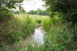  Pflanzen am und im Fluss stabilisieren das Ufer und reduzieren Erosion 