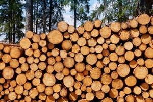 Durch die Verwendung regionaler Hölzer lässt sich das Risiko von Verzögerungen in der Materialbeschaffung – und damit verbundenen längere Bauzeiten und höheren Kosten – reduzieren 