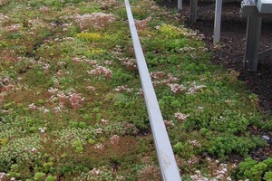  Gründach und Photovoltaik ergänzen sich in idealer Weise 