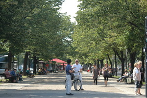  Erhaltung, Optimierung und Ergänzung des Stadt- bzw. Straßenbaumbestands 