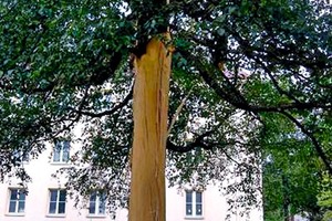  Baum nach Blitzeinschlag – Fällung unvermeidbar 